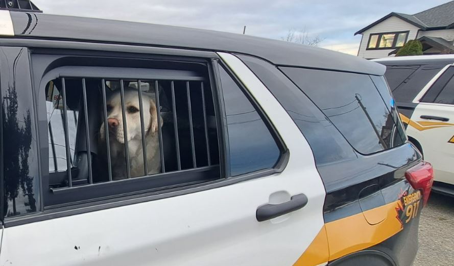 Leo seen in the back of an Abbotsford police cruiser after he was rescued on Wednesday.