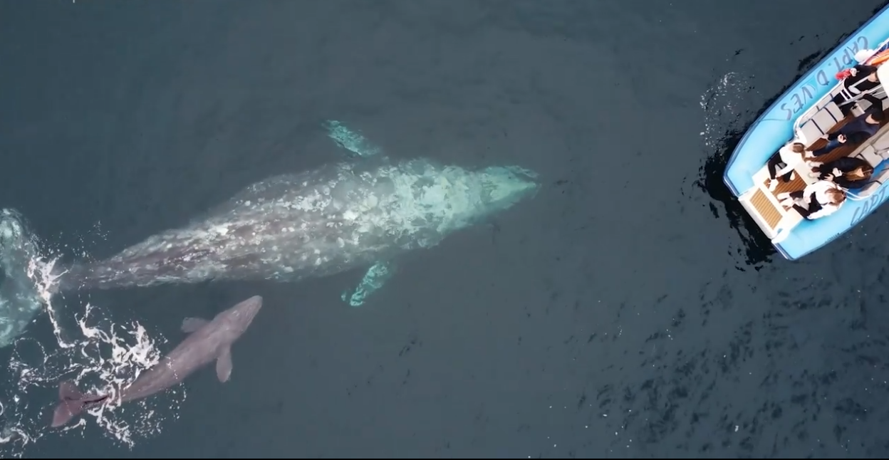 blue whale giving birth