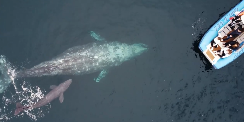 Rare video captures whale giving birth in front of astonished boaters