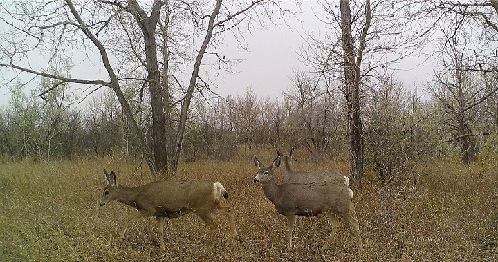 An image captured by the Royal Saskatchewan Museum showcases Mule Deer outside of Regina. 