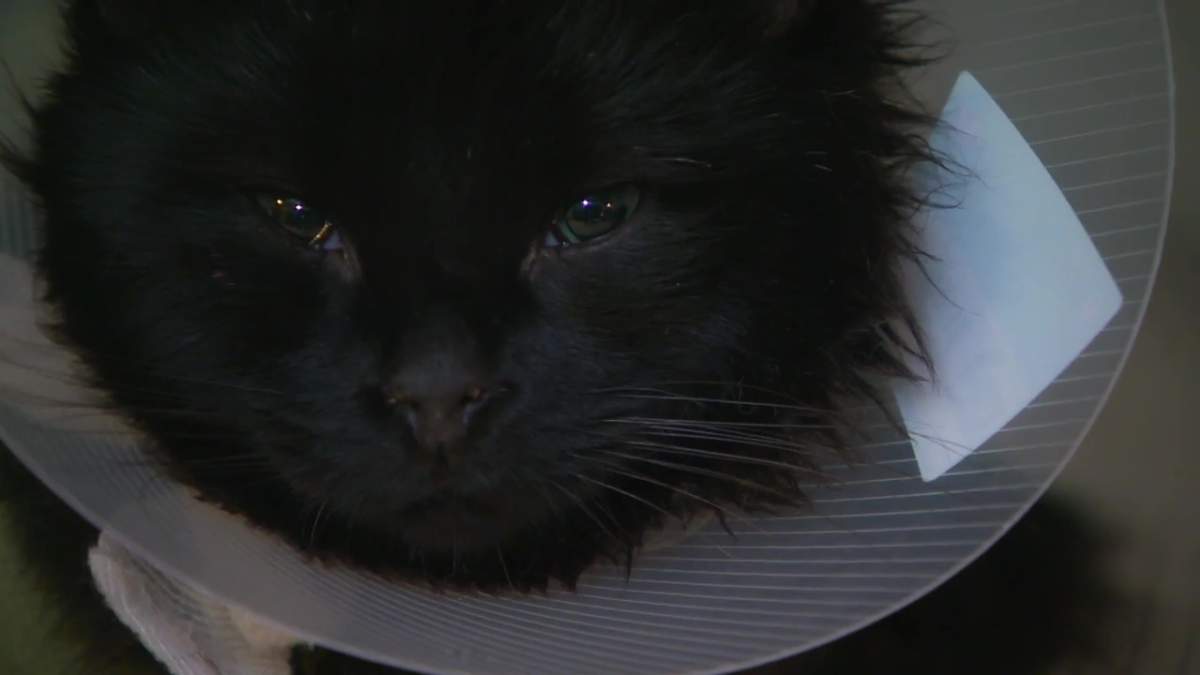 A family cat named Milo is recovering after being shot with an arrow while missing from his family's home in north Edmonton in January 2023.
