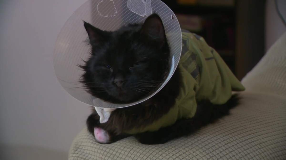A family cat named Milo is recovering after being shot with an arrow while missing from his family's home in north Edmonton in January 2023.