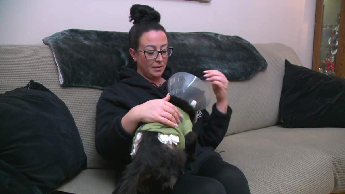 A family cat named Milo is recovering with his owner Amy Collins after being shot with an arrow while missing from his family's home in north Edmonton in January 2023.