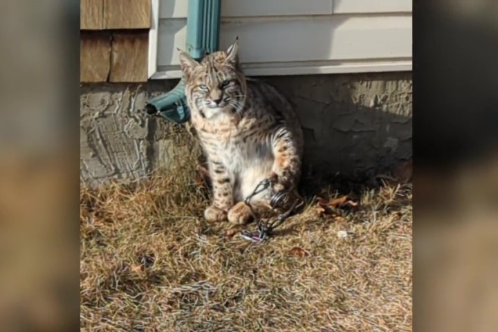 Calgary bobcat known to locals as ‘Bobbi’ being treated for injuries after paw caught in a trap