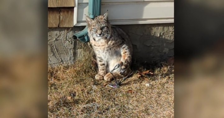 Calgary bobcat known to locals as ‘Bobbi’ being treated for injuries after paw caught in a trap  | Globalnews.ca