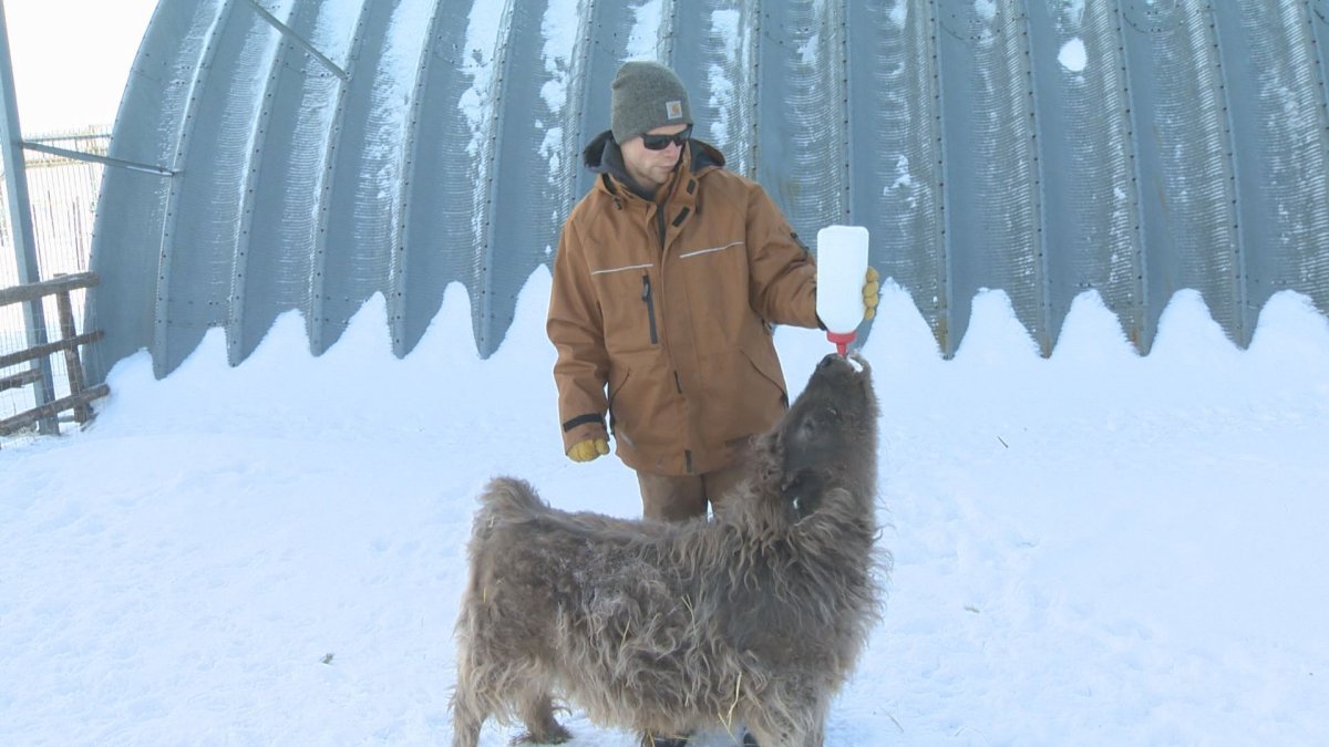 Theo, the miniature Scottish highland bull calf spends a lot of time with his owner Taylor Crassweller as the pair entertain families at Cedar Creek Gardens.