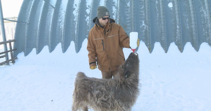 Cedar Creek Gardens is home to the only miniature Scottish Highland bull calf in Canada