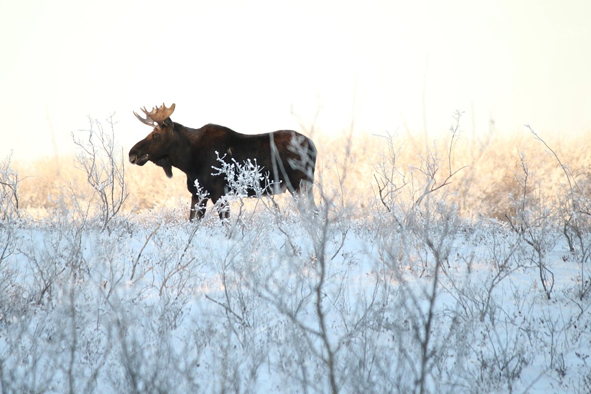 The Your Saskatchewan photo of the day for January 31 was taken by Katie Miller in Esterhazy.