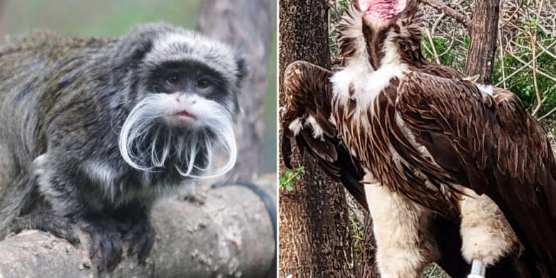 Missing Dallas Zoo monkeys found, police searching for mystery man caught on camera