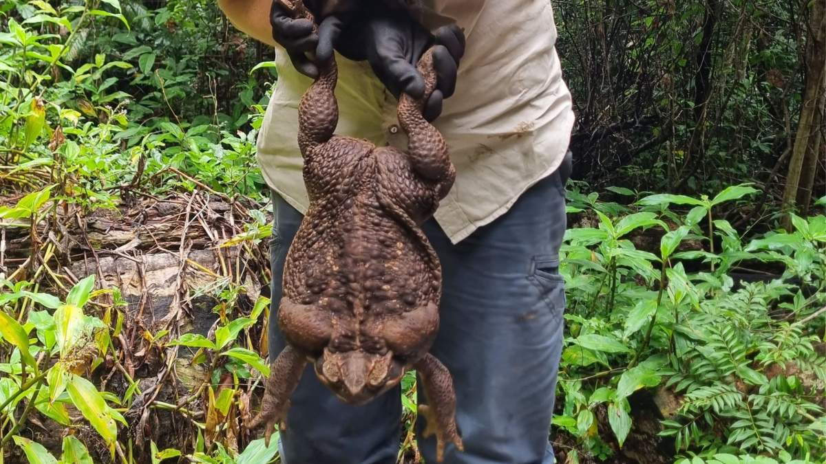 'Toadzilla,' who is being held upside down by a ranger wearing black gloves.