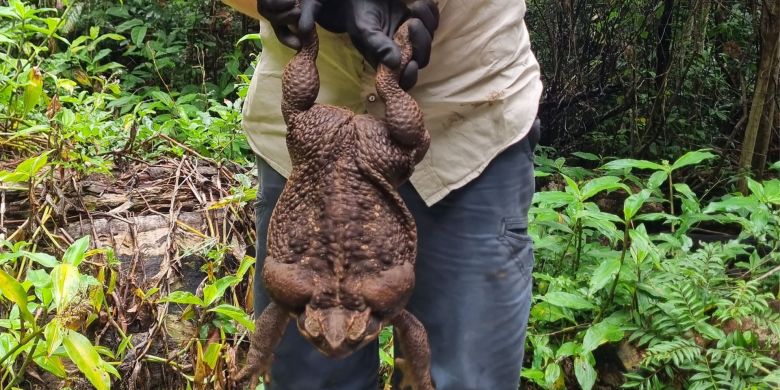 Toadally huge, potentially record-breaking cane toad found in Australia