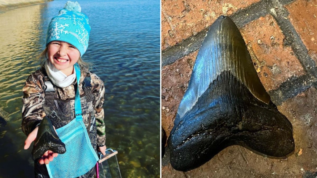 A split photo. On the left is Molly Sampson holding the megalodon tooth. On the right is megalodon tooth.