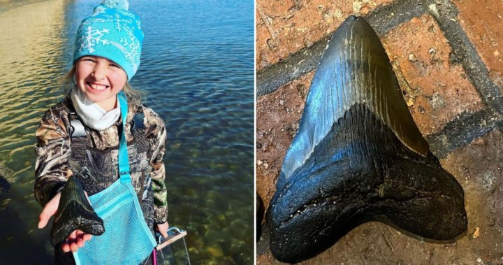 Mega find: 9-year-old girl discovers prehistoric megalodon tooth in Maryland