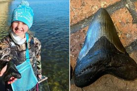 Mega find: 9-year-old girl discovers prehistoric megalodon tooth in Maryland