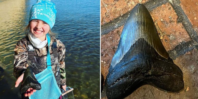 Mega find: 9-year-old girl discovers prehistoric megalodon tooth in Maryland