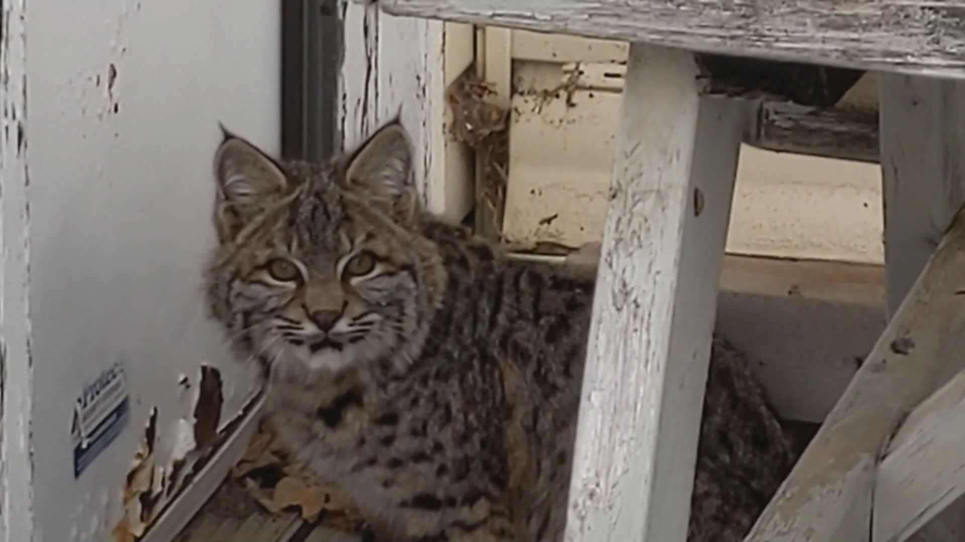 ‘Tiny pawprints': B.C. pilot captures rare bobcat sighting on camera