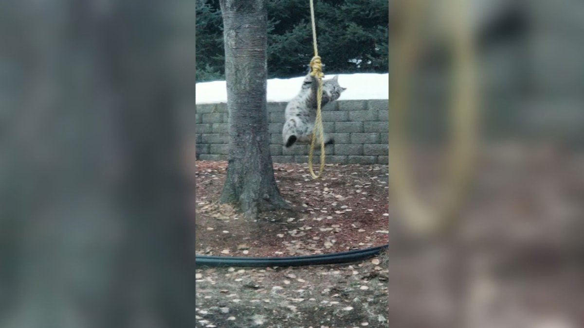 Lynx spotted playing on a rope swing in a Trail backyard.