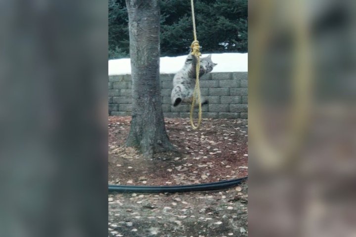 B.C. lynx caught on camera playing with rope swing