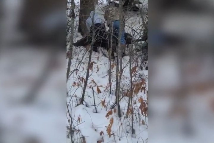 Another B.C. moose tangled in fence rescued by passing family
