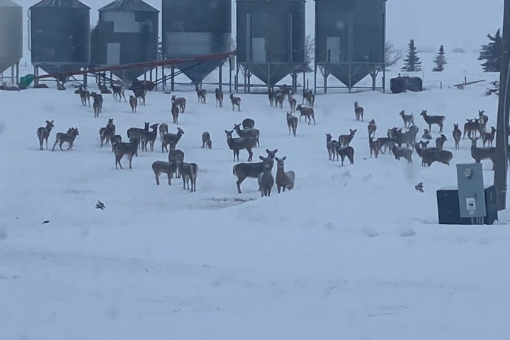 Hundreds of deer invade farmer’s yard in Dundurn, Sask., destroying feed, shrubs, fences