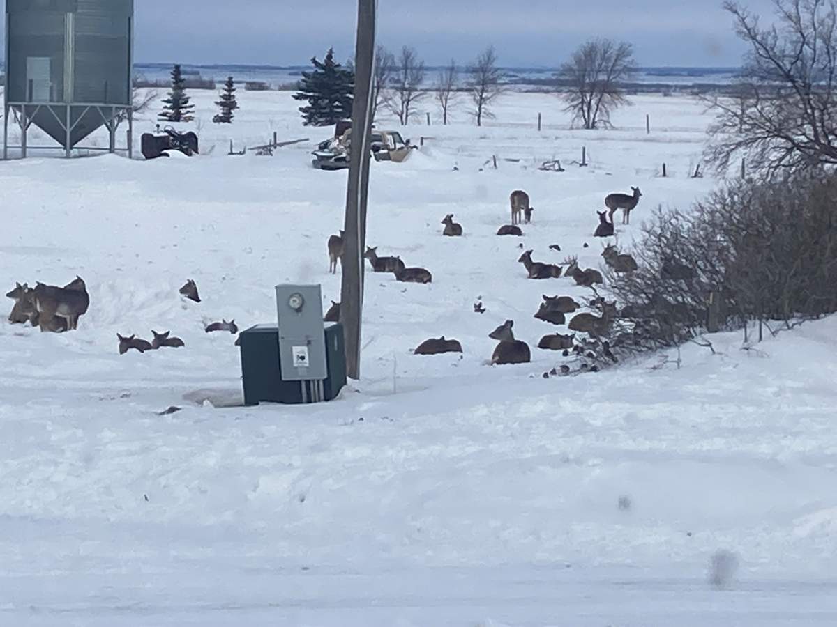 Hundreds of deer invade farmer’s yard in Dundurn, Sask., destroying feed, shrubs, fences - image