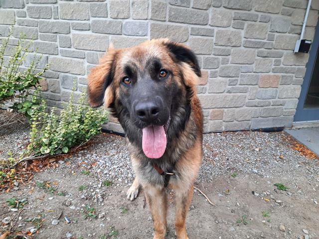 The city of Toronto said it will be temporarily reducing the fee to adopt a dog to $25. 