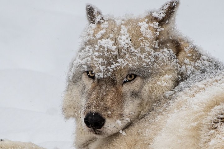 ‘Active and cheerful’: Montreal’s Ecomuseum Zoo mourns loss of Palla the wolf