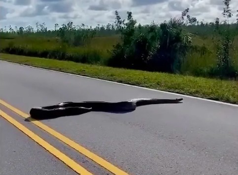 Photographer stopped in her tracks by 15-foot-long python on Florida road