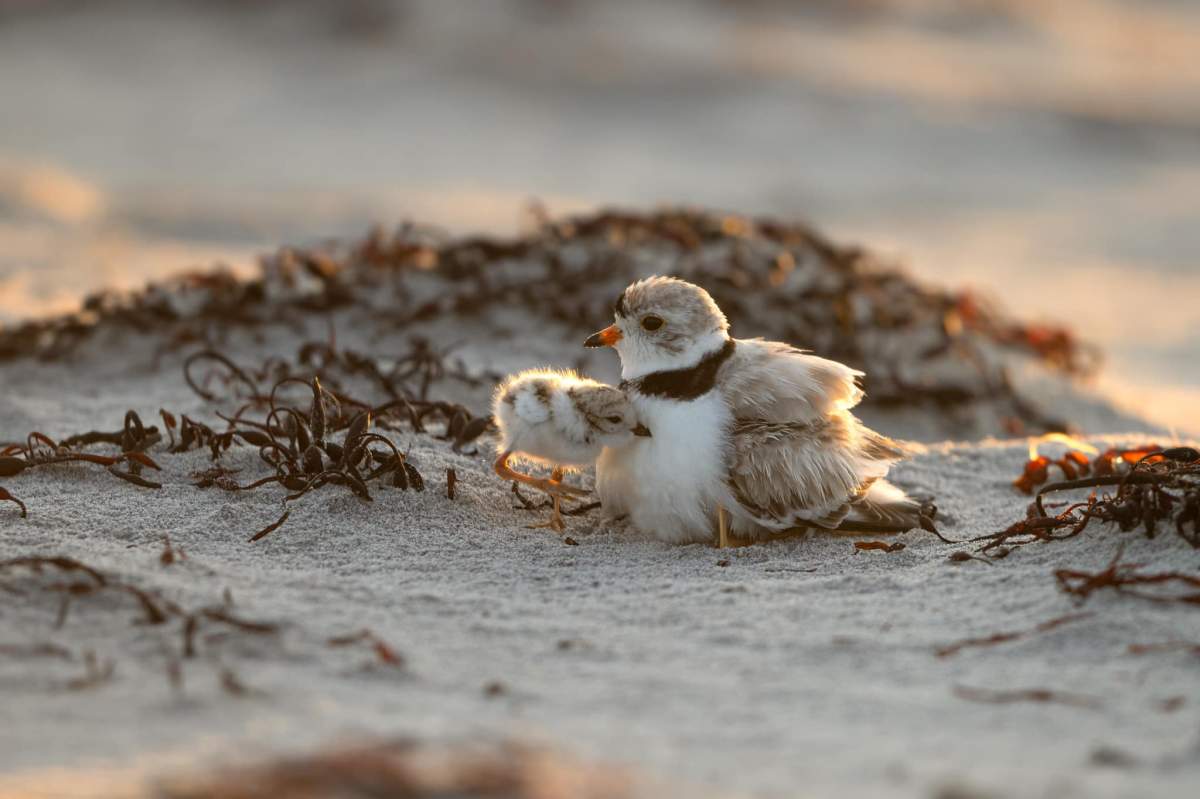 Cherry Hill beach is a nesting area for the endangered piping plover.