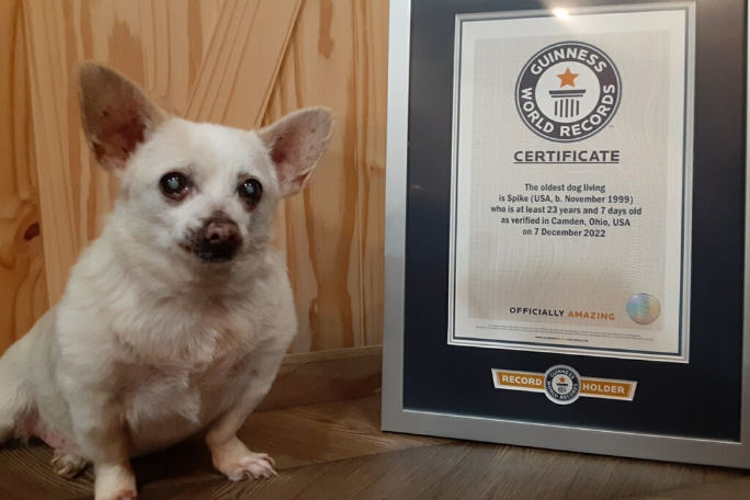 Spike, de 23 años, junto a su certificado de récord mundial Guinness que muestra que es el perro vivo más viejo del mundo.
