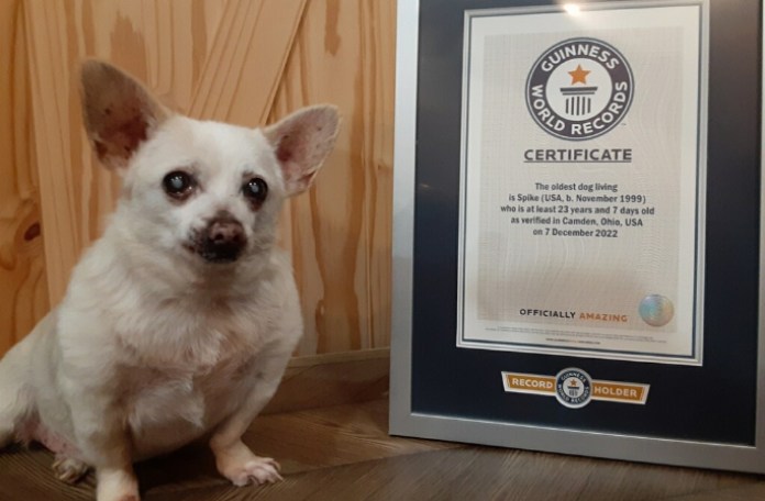 Meet Spike: Guinness' nap-loving, Dorito-munching oldest dog on Earth -  National