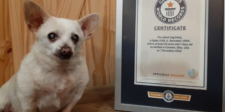 Meet Spike: Guinness' nap-loving, Dorito-munching oldest dog on Earth