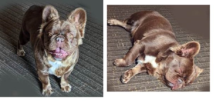 Whisper the dog was taken during a break-and-enter at her Kamloops B.C. home.