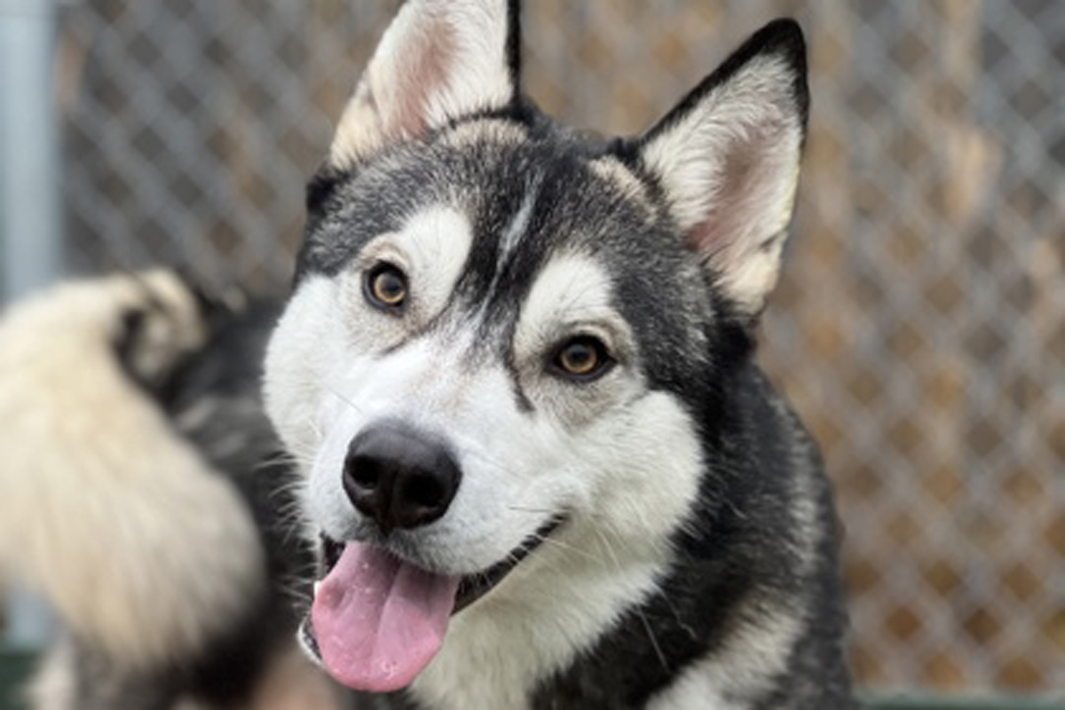 Humane Society Shelters In Kitchener Stratford Appeal For Fosters For   2 1 