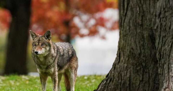 Ontario cities urge residents to report coyote dens near homes during mating season