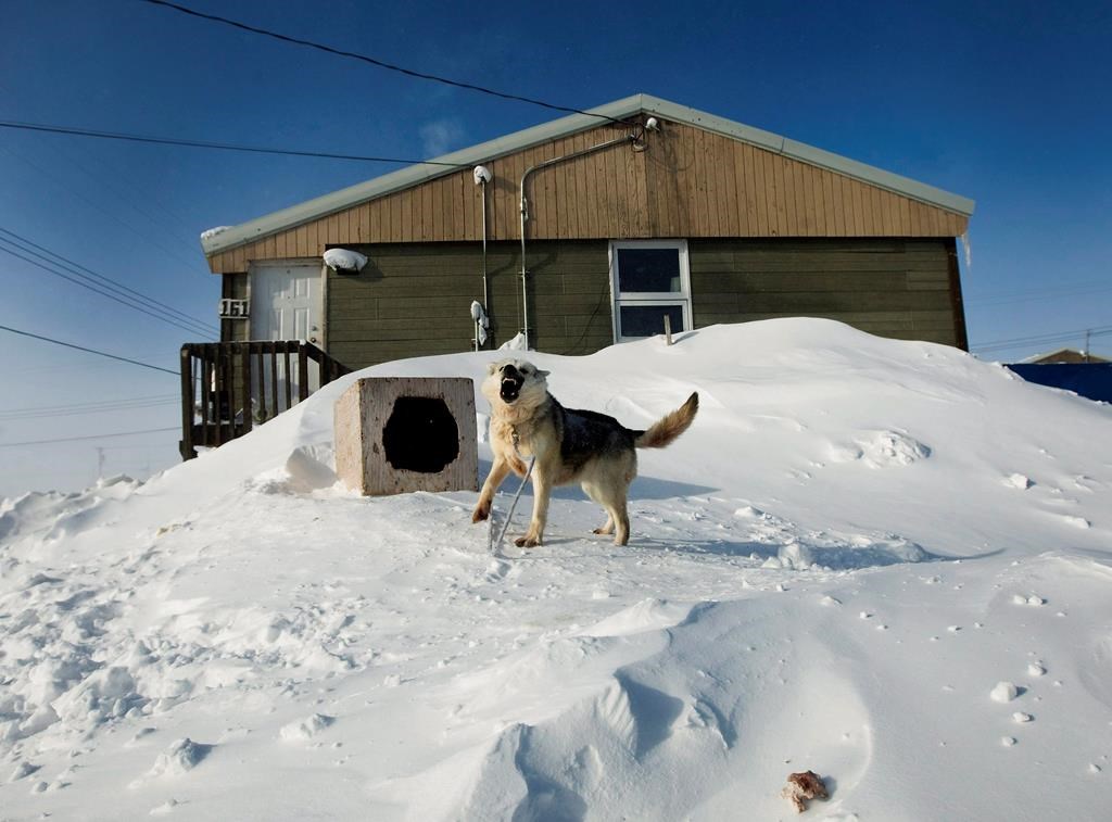 A chained-up dog barks in the small town of Baker Lake in Nunavut on Wednesday, March 25, 2009. Stray dogs are causing issues in some remote communities .THE CANADIAN PRESS/Nathan Denette.
