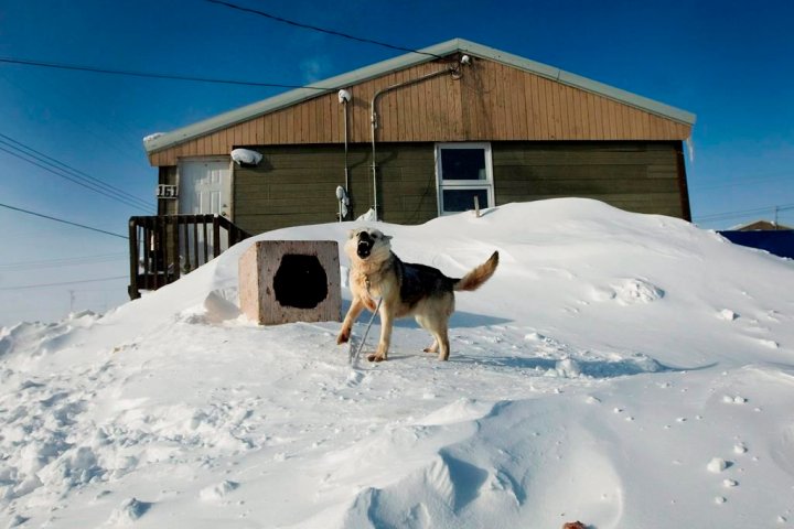 Growing dog populations an issue in some Ontario remote communities, shelters under pressure