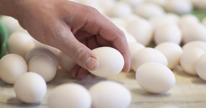 Is Saskatchewan hot enough to cook an egg on a sidewalk?  | Globalnews.ca