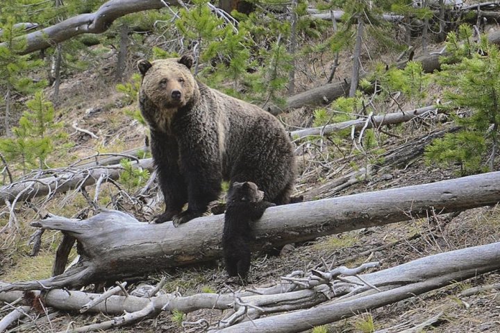 B.C. man fined $15K, given 10-year hunting ban for killing grizzly sow and cub