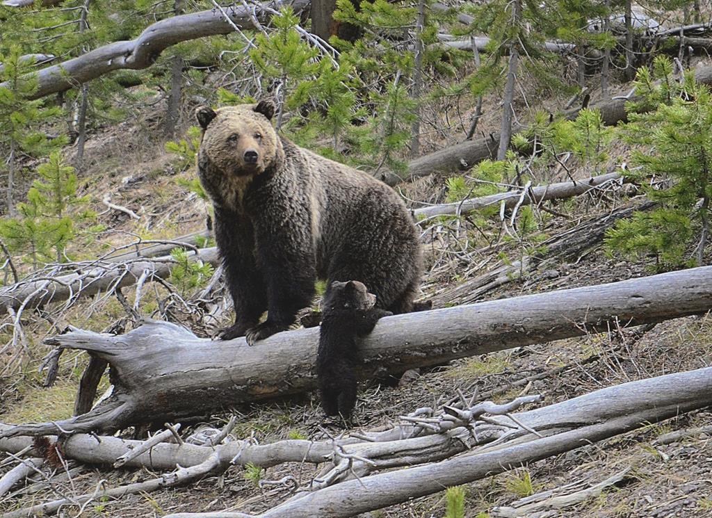 FILE - Grizzly bear and cub.