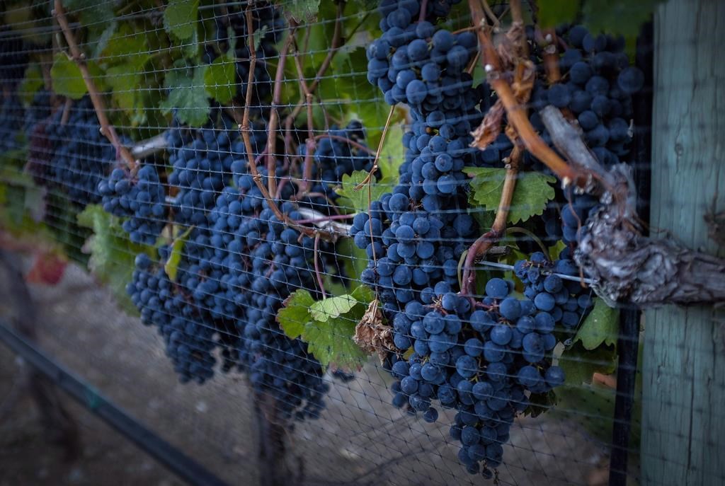 Wine lovers have growing options on the shelf to enjoy their favourite beverage as producers in B.C. offer smaller container sizes. Ripe grapes hang on vines in Oliver, B.C. on Sept. 12, 2016. THE CANADIAN PRESS/Jeff McIntosh.