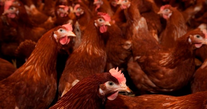 Хиляди кокошки намерени мъртви след взлом в N.S. търговец на едро с домашни птици
