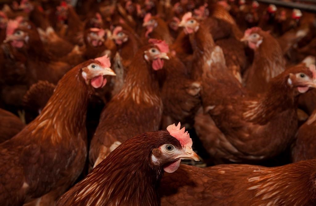 Thousands of chickens found dead after break-in at N.S. poultry wholesaler