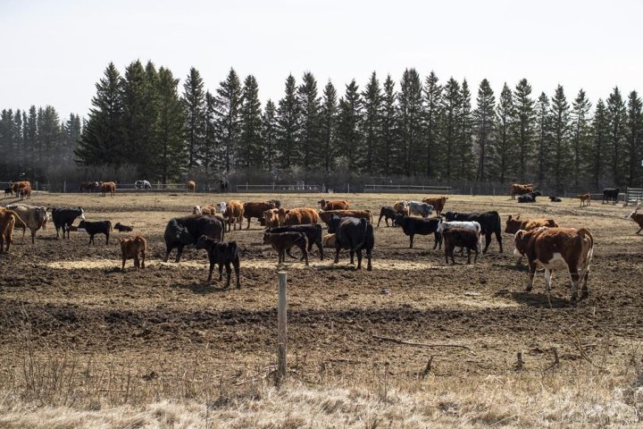 Extreme drought could hurt future beef supply in U.S. and Canada, experts warn