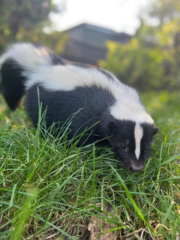 A skunk is seen in an undated handout photo. 