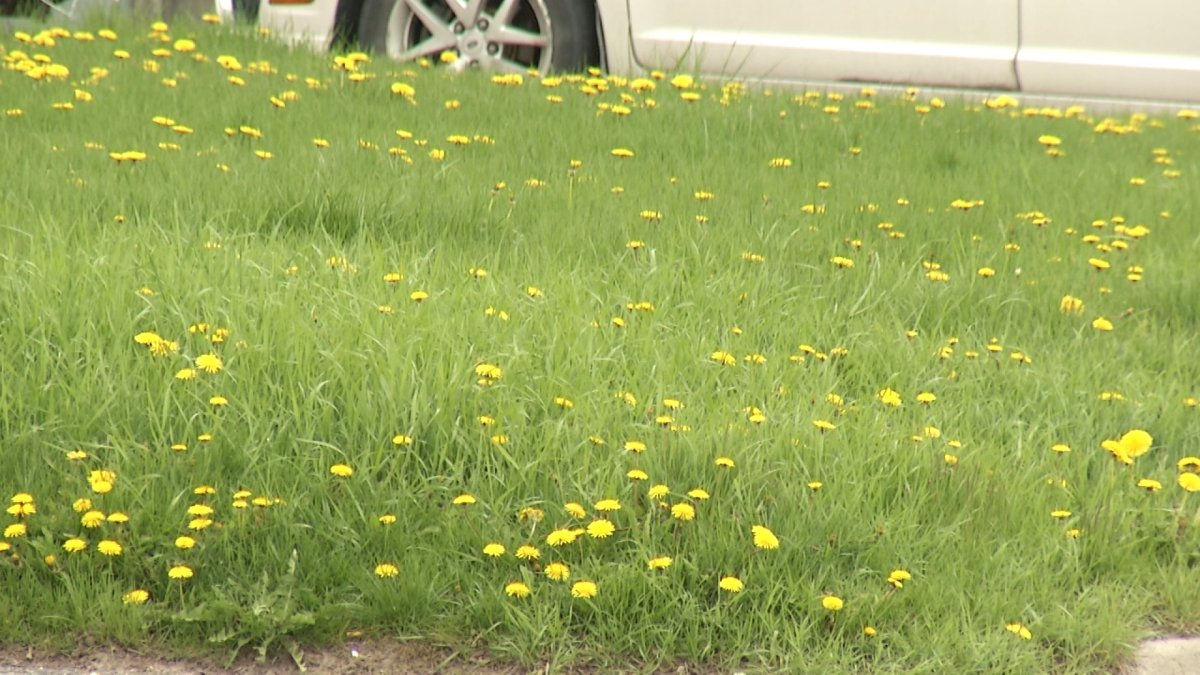 Winnipeggers now have more options for dealing with weeds. 