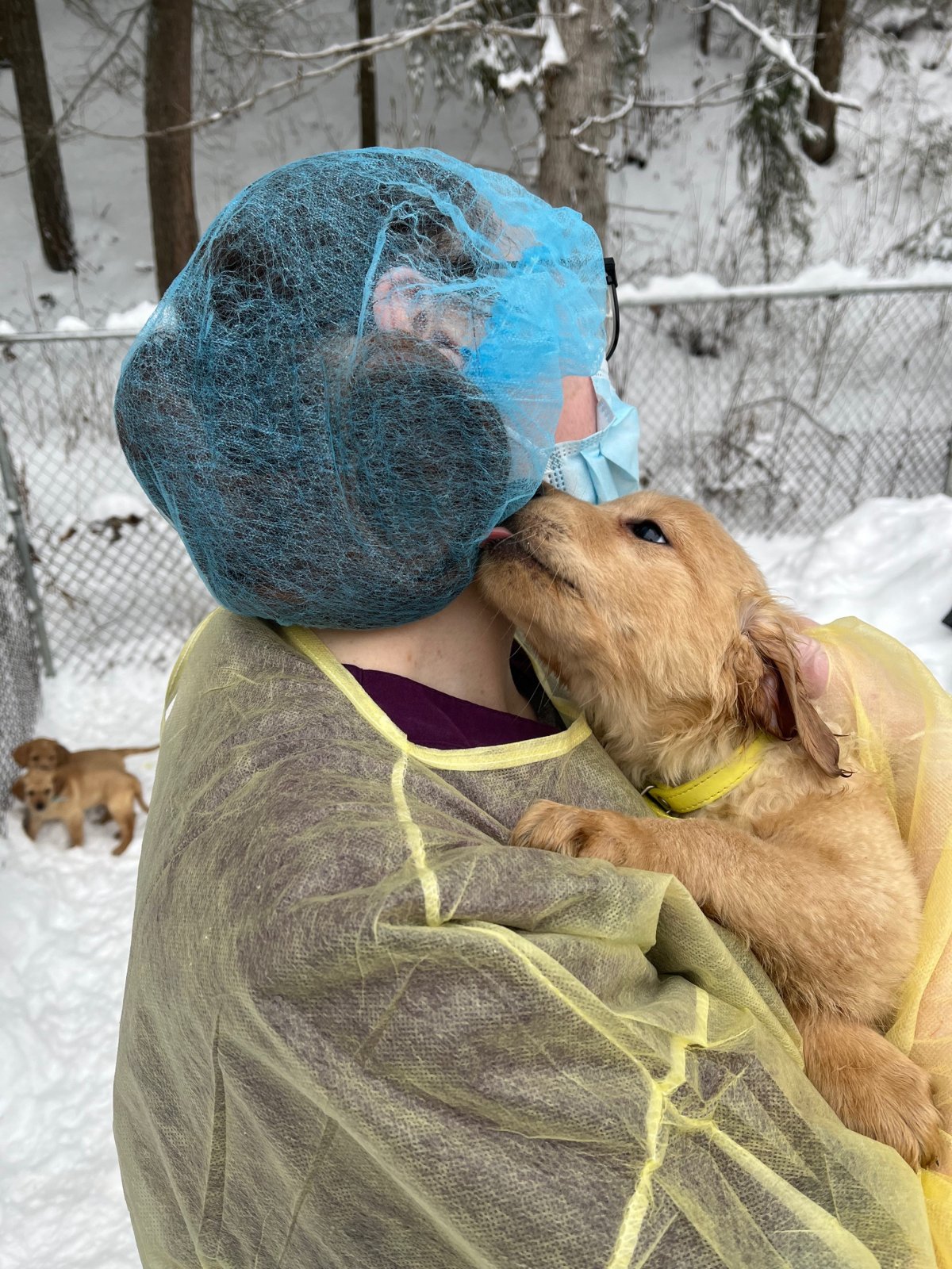 Pandemic sparked puppy boom in B.C., but no spike in pet returns: BC SPCA -  Comox Valley Record