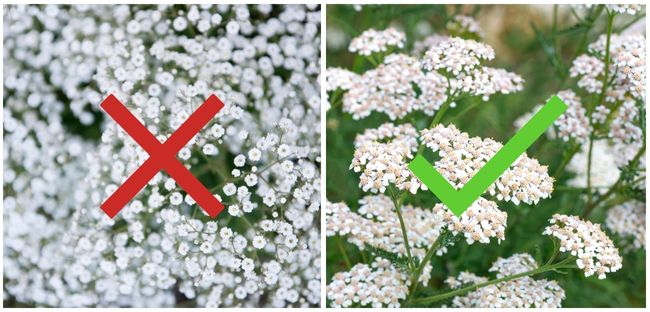 Valentine’s Day: Bouquet of flowers has Baby’s breath? It’s an invasive plant
