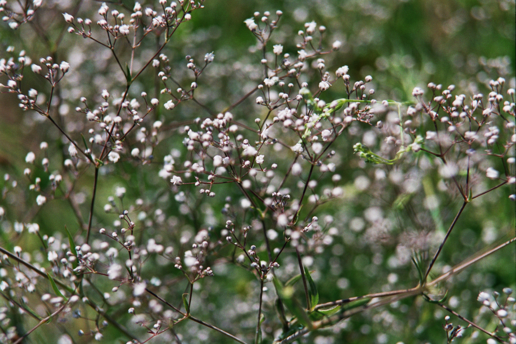 Valentine's Day: Bouquet of flowers has Baby's breath? It's an