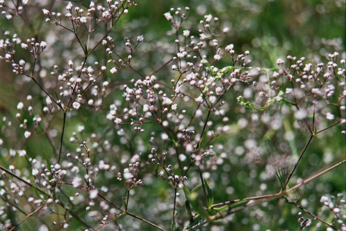 Baby's breath (Gypsophila).